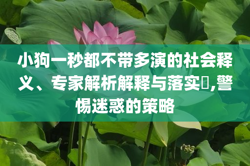 小狗一秒都不帶多演的社會釋義、專家解析解釋與落實?,警惕迷惑的策略