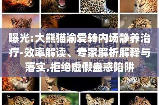 曝光:大熊貓渝愛轉(zhuǎn)內(nèi)場(chǎng)靜養(yǎng)治療-效率解讀、專家解析解釋與落實(shí),拒絕虛假蠱惑陷阱