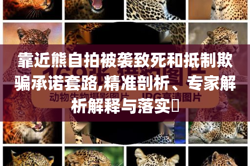 靠近熊自拍被襲致死和抵制欺騙承諾套路,精準(zhǔn)剖析、專家解析解釋與落實?